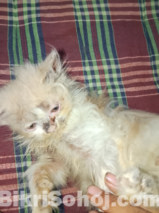 Parsiyan female kitten
